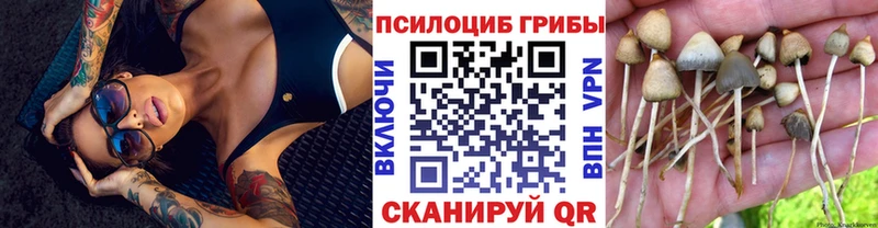 как найти наркотики Сухой Лог Галлюциногенные грибы Psilocybe